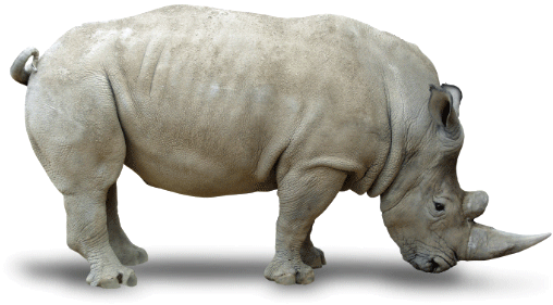 White Rhinoceros Transparent File