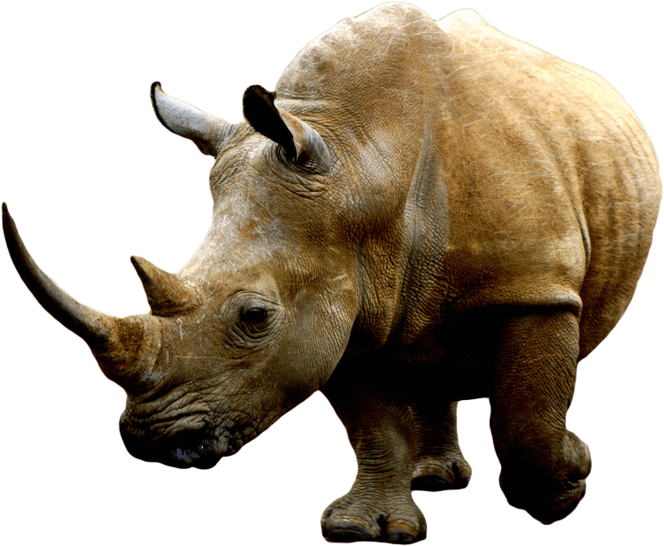 White Rhinoceros Transparent Image