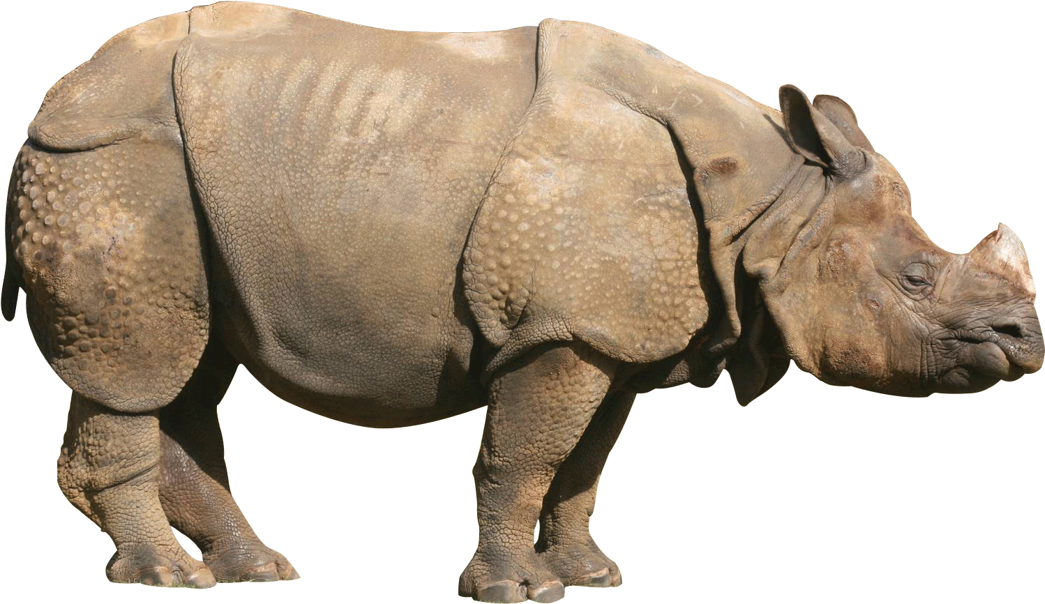 White Rhinoceros Transparent Images