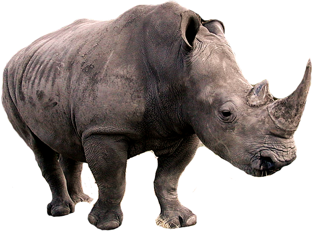 White Rhinoceros Transparent PNG
