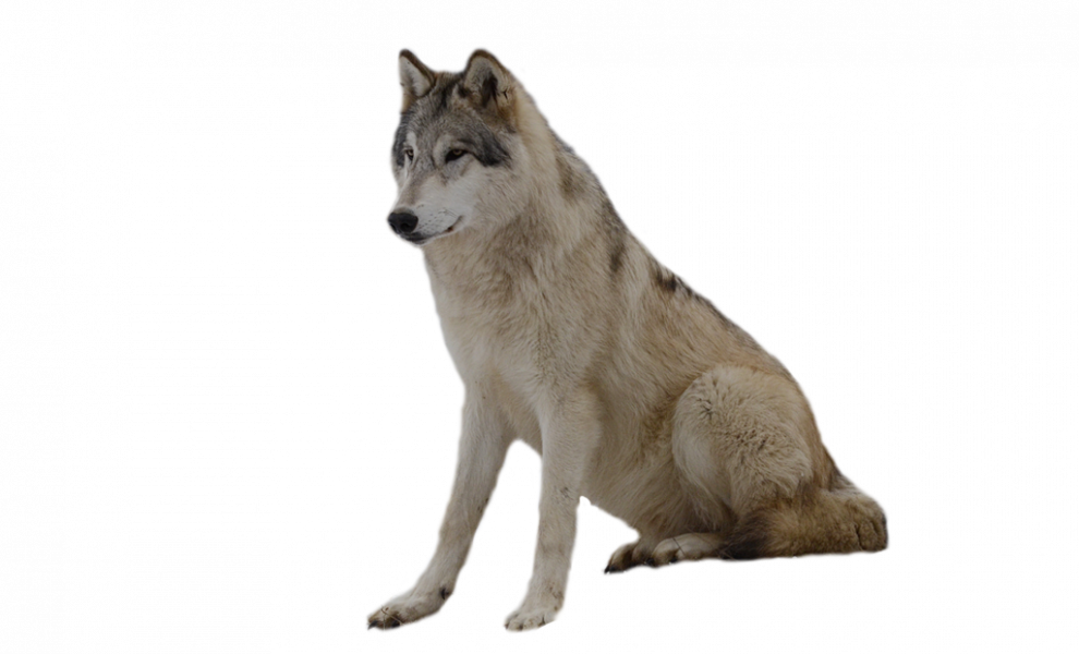 Wolf Background PNG Image
