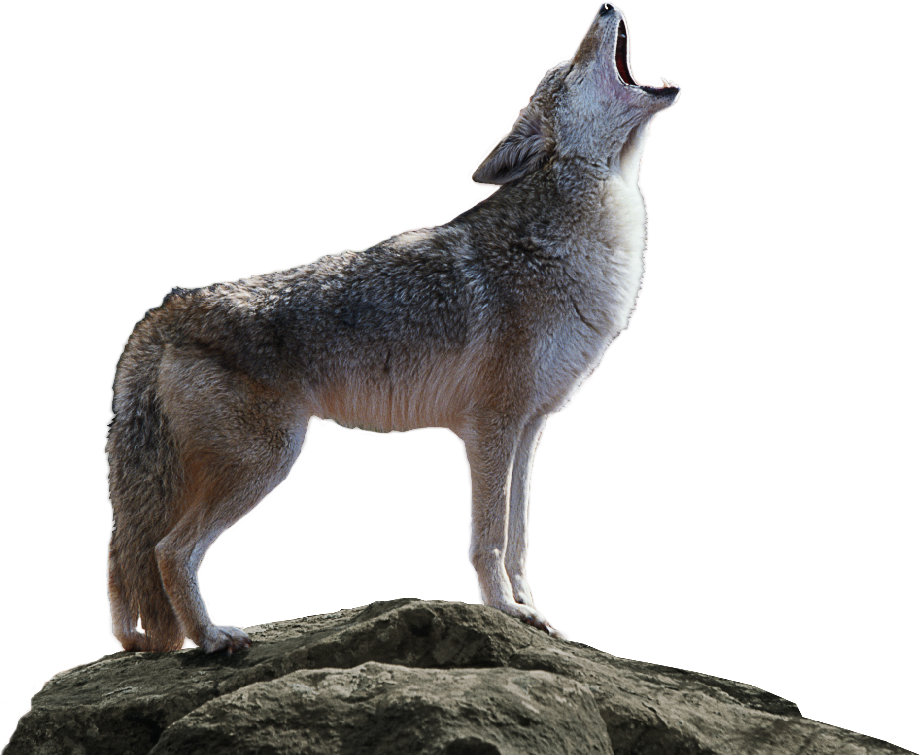 Wolf Background PNG