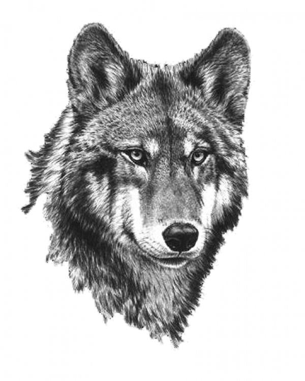 Wolf PNG Background