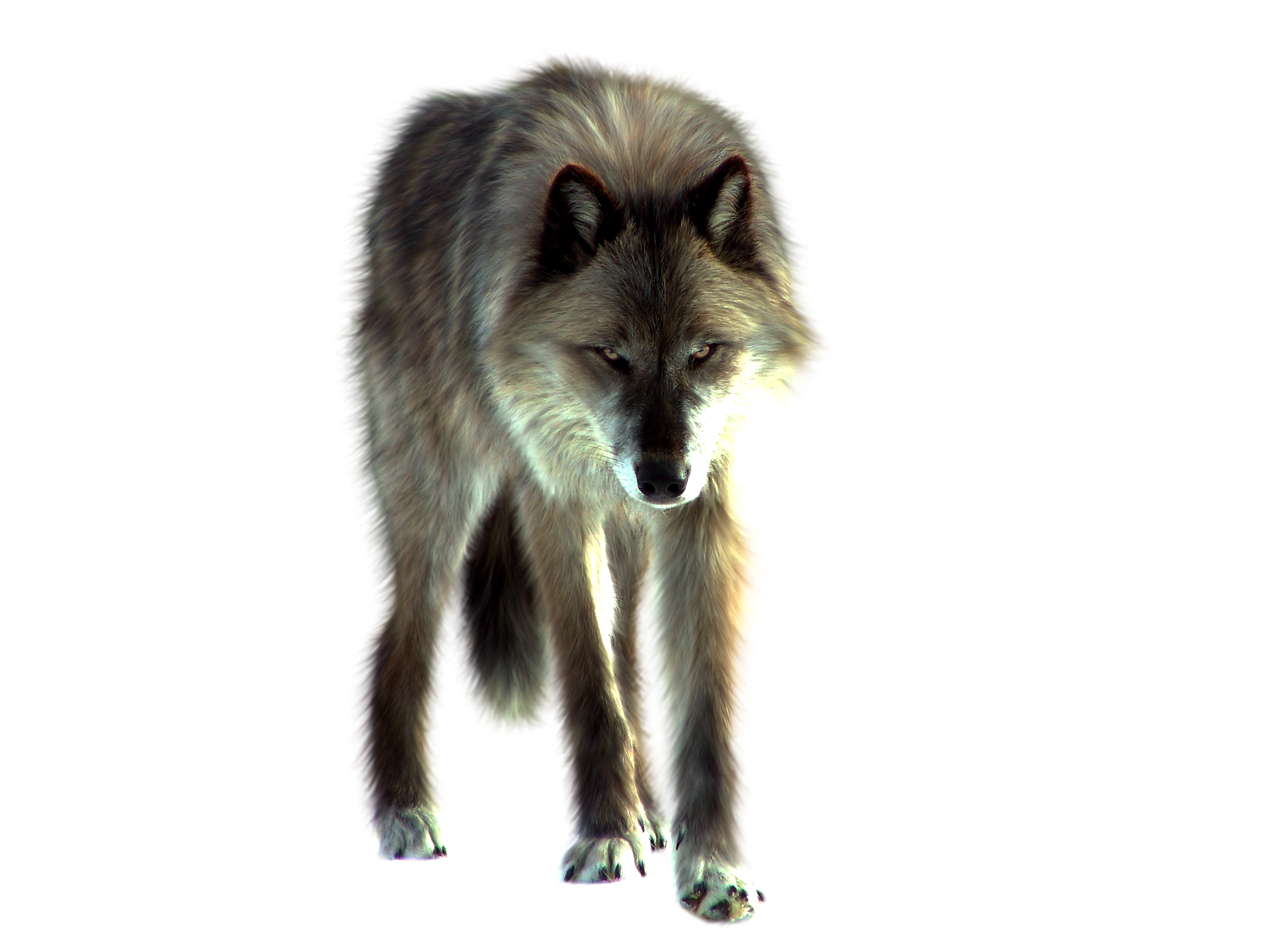 Wolf PNG Clipart Background