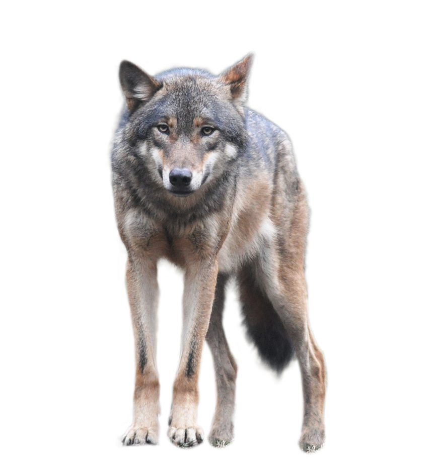 Wolf PNG Photo Image