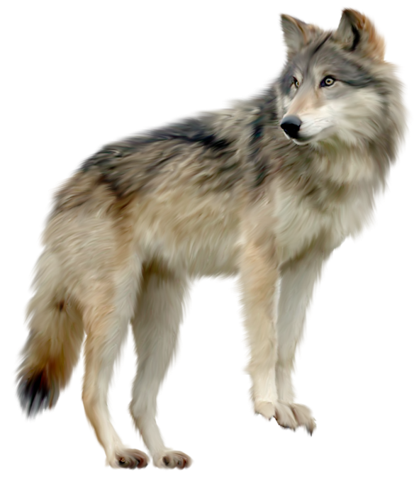Wolf Transparent File