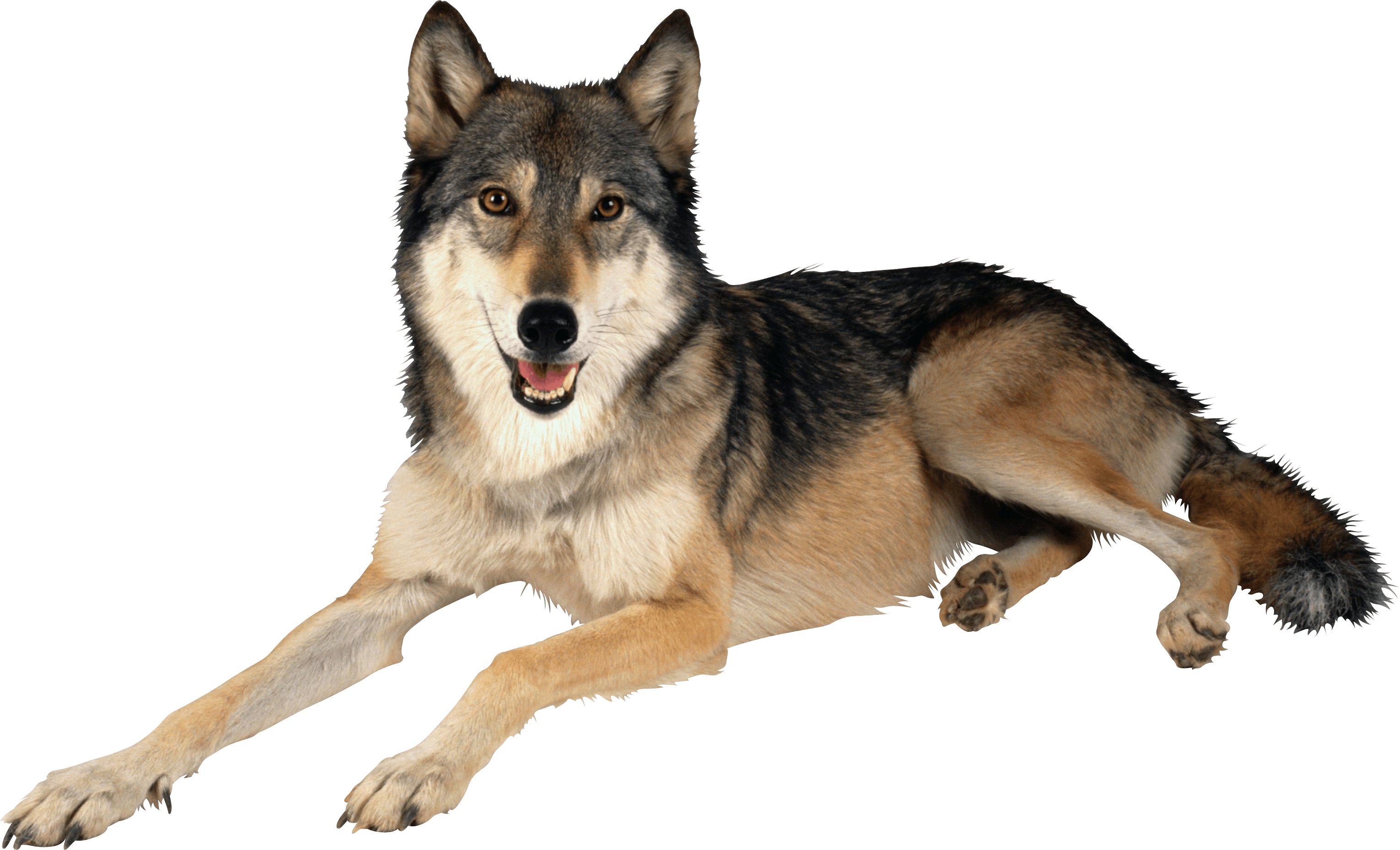 Wolf Transparent Free PNG