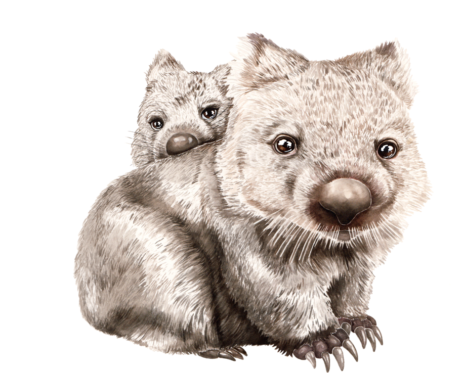 Wombats Background PNG Image