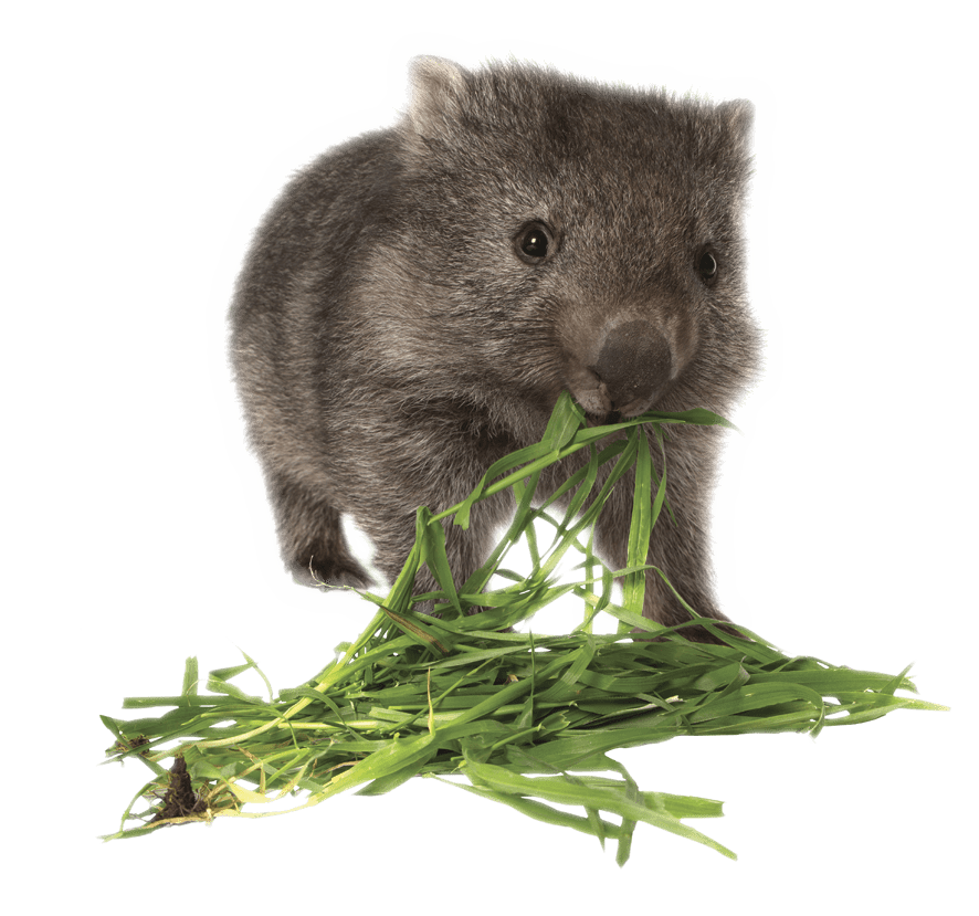 Wombats Download Free PNG