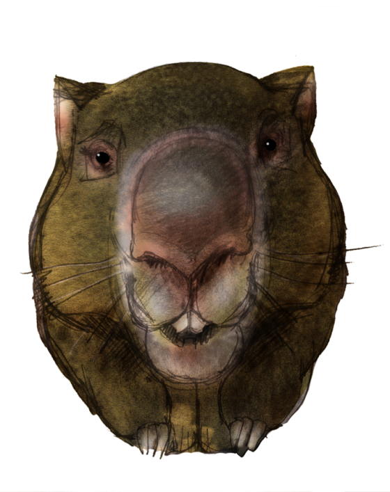 Wombats PNG HD Quality