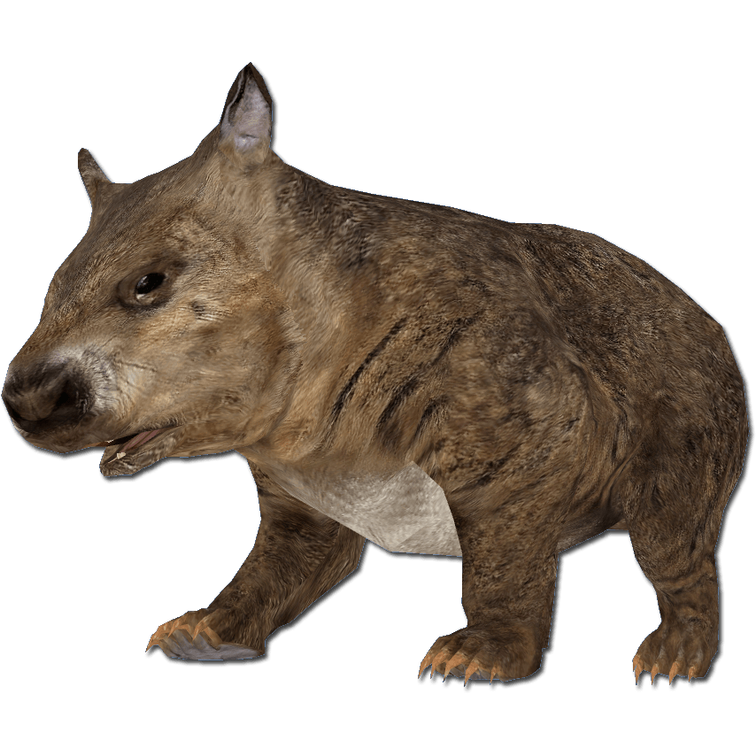 Wombats Transparent Free PNG