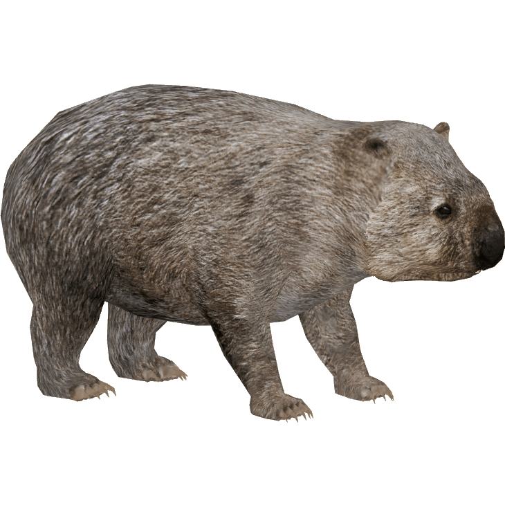 Wombats Transparent Images