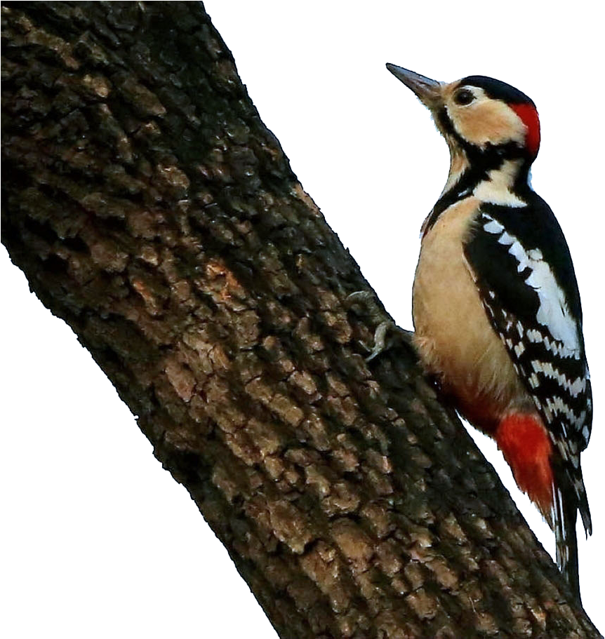 Woodpecker Free PNG