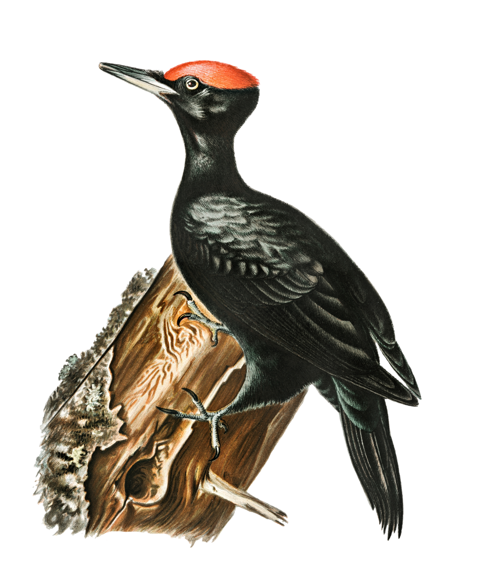 Woodpecker PNG Background