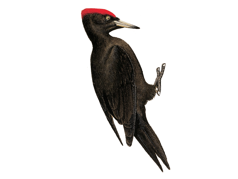 Woodpecker PNG Clipart Background