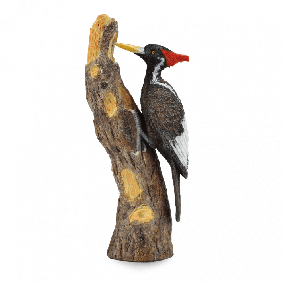 Woodpecker PNG HD Quality