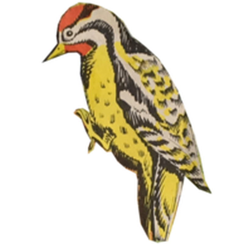 Woodpecker PNG Images HD