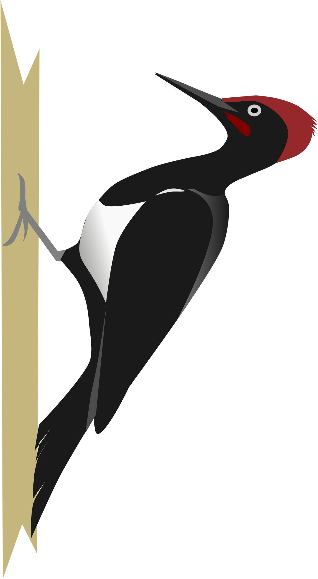 Woodpecker PNG Photos