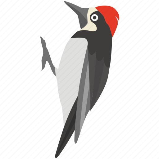 Woodpecker Transparent Background