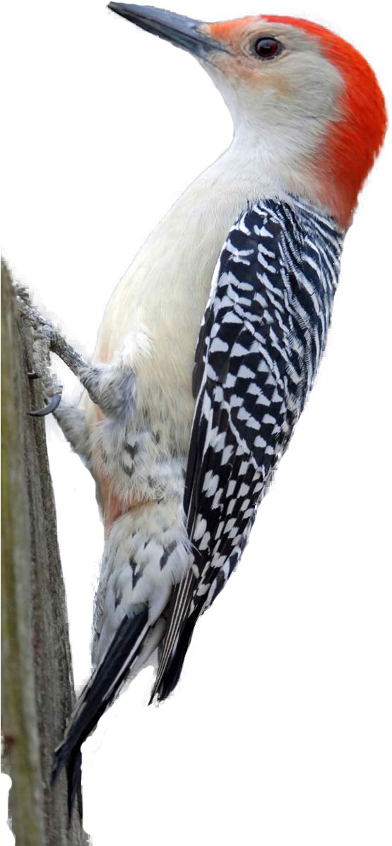 Woodpecker Transparent File