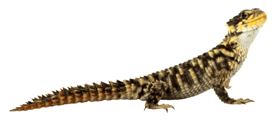 Worm Lizards Download Free PNG