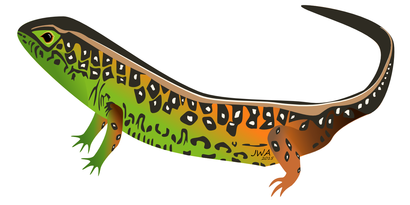 Worm Lizards Free PNG