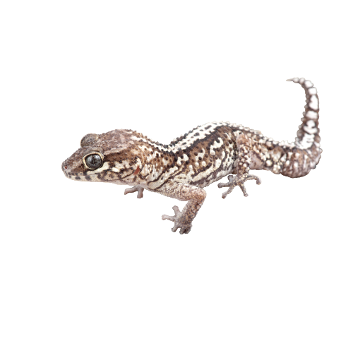 Worm Lizards PNG Background