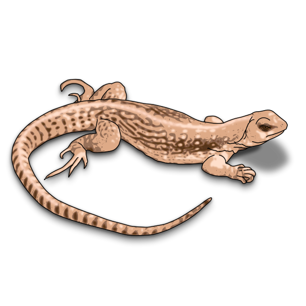 Worm Lizards PNG HD Quality