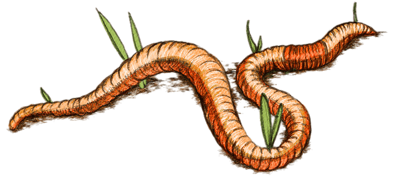 Worm Lizards PNG Images HD