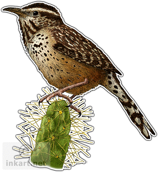 Wrens Background PNG Image