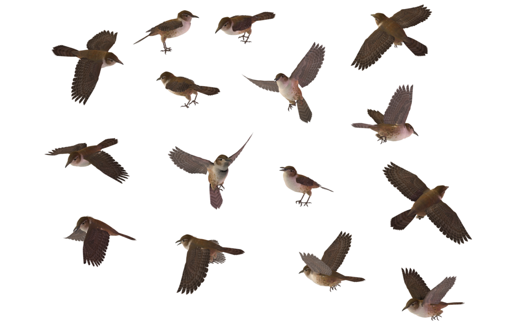 Wrens Download Free PNG