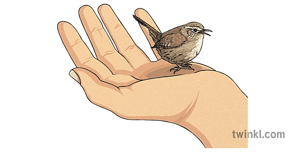 Wrens PNG Free File Download