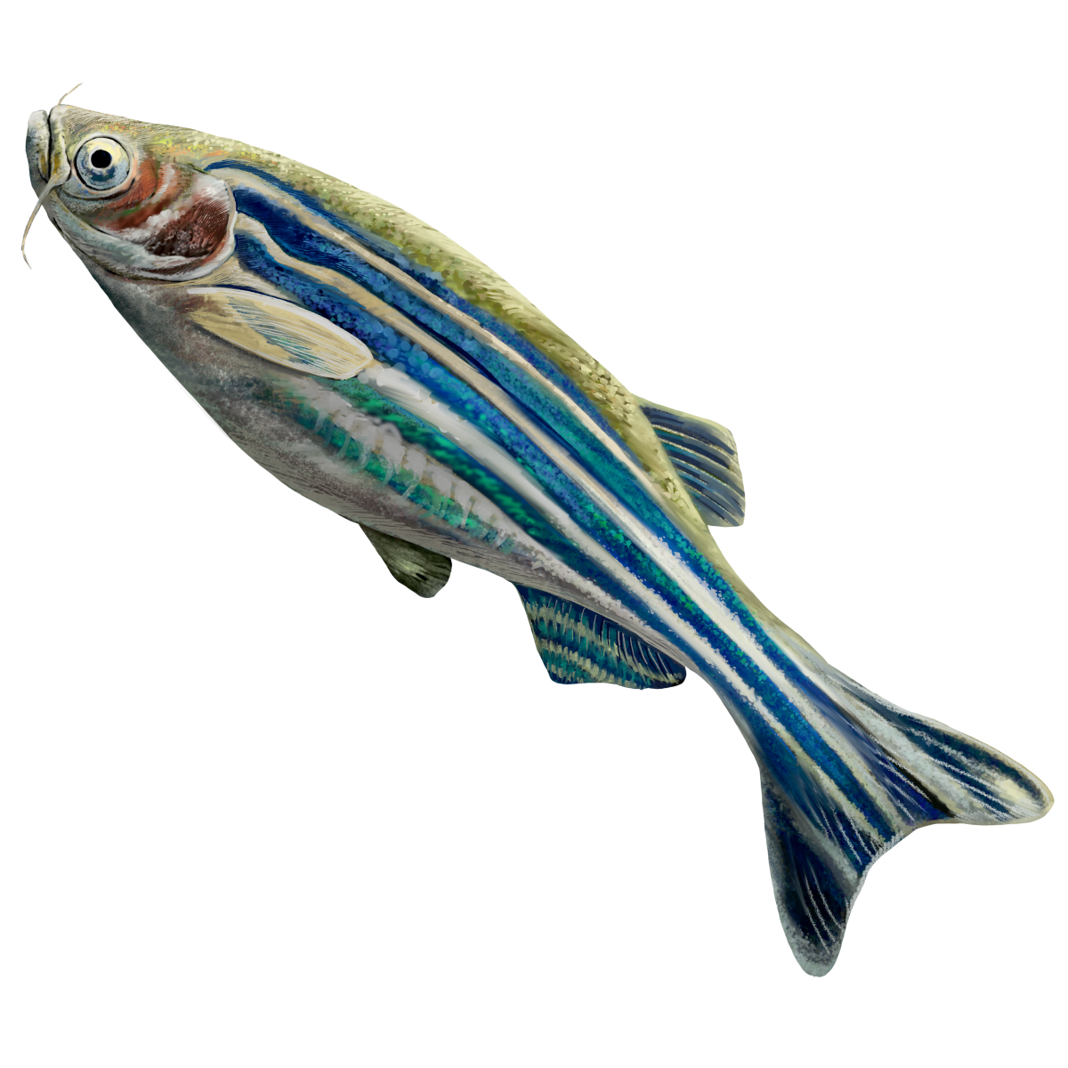 Zebra Fish PNG Clipart Background