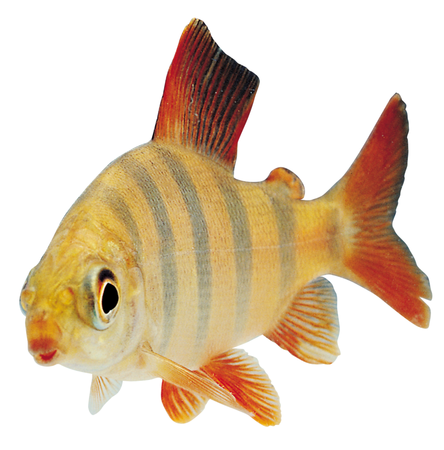 Zebra Fish Transparent File