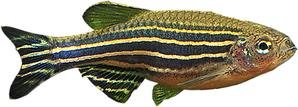 Zebra Fish Transparent Image