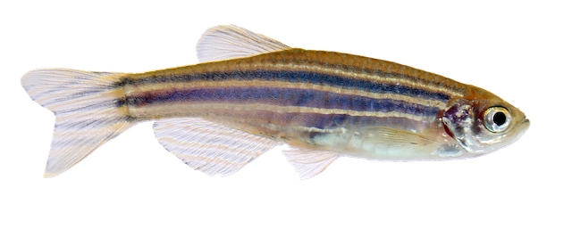 Zebra Fish Transparent Images