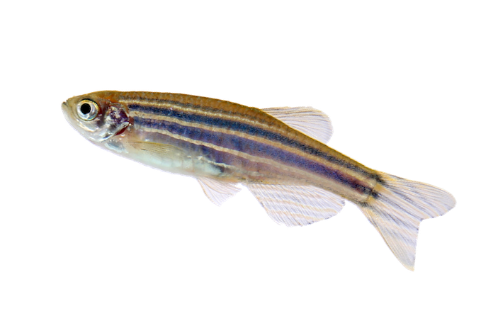 Zebra Fish Transparent PNG