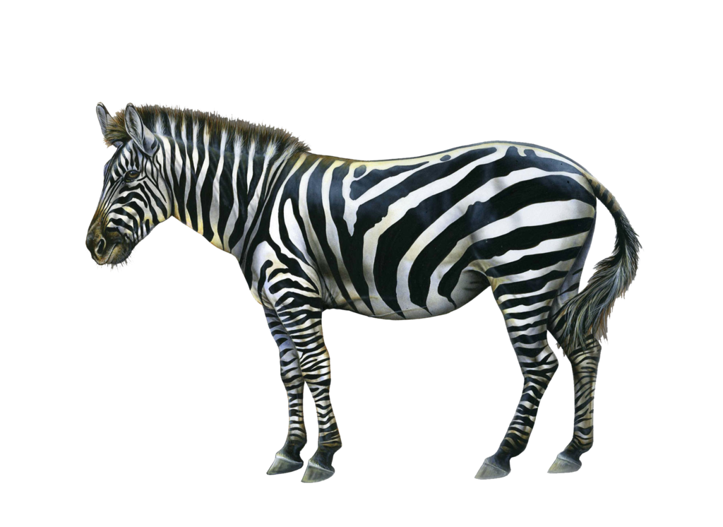 Zebras No Background