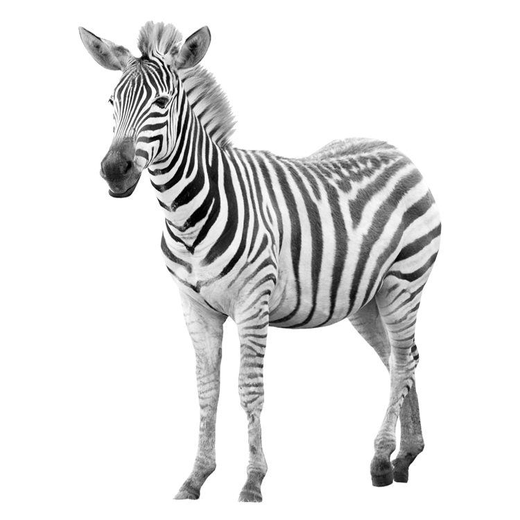 Zebras PNG Background