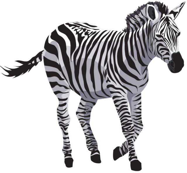 Zebras Transparent PNG