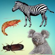 Animaux PNG Images
